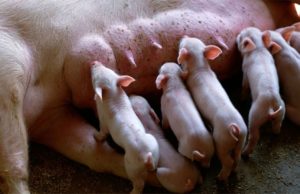 La genética porcina desafía a la nutrición