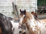 Los caballos deberán tener microchip para ser trasladados