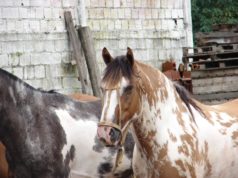 Los caballos deberán tener microchip para ser trasladados