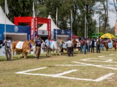 ExpoBRA 2026 cerró con genética, buenos valores para la genética