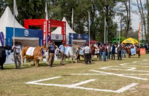 ExpoBRA 2026 cerró con genética, buenos valores para la genética