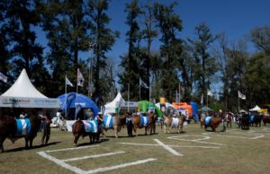 ExpoBRA 2026: la genética gana protagonismo para mejorar la eficiencia ganadera