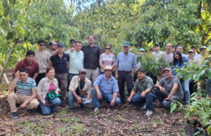 INTA Yuto fortalece el manejo del palto con la experiencia productiva de Perú