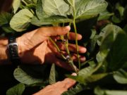Nidera pone el foco en nuevas genéticas de soja para el norte argentino