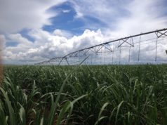 Las lluvias demoraron un mes la zafra azucarera en Tucumán
