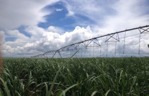 Las lluvias demoraron un mes la zafra azucarera en Tucumán