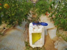 Polilla del tomate: una trampa con LED azul aumentó las capturas