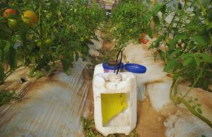Polilla del tomate: una trampa con LED azul aumentó las capturas
