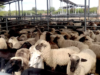 Producción ovina y caprina: Salta y Chaco buscan ampliar mercados