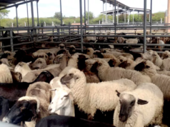 Producción ovina y caprina: Salta y Chaco buscan ampliar mercados