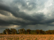 El girasol necesita nuevas lluvias