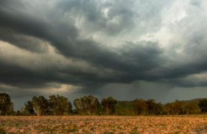 Las lluvias demoran al trigo en el norte