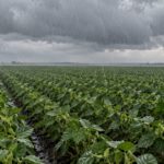 Soja bajo la lluvia