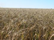 Las bajas temperaturas se llevan hasta el 15% del trigo