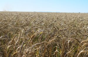 Las bajas temperaturas se llevan hasta el 15% del trigo