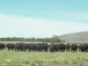 La genética Wagyu llega a su primer remate en el país🔊