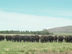 La genética Wagyu llega a su primer remate en el país🔊