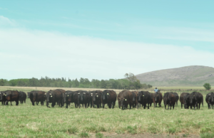 La genética Wagyu llega a su primer remate en el país🔊