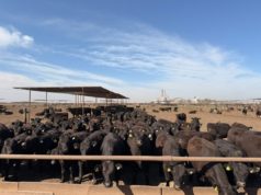 Un feedlot de ACA es el primero de Argentina en obtener la certificación Welfair