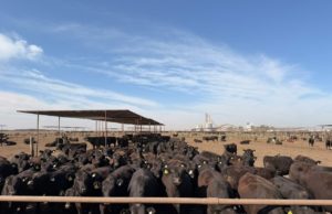 Un feedlot de ACA es el primero de Argentina en obtener la certificación Welfair