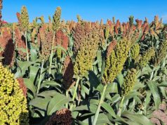 Sorgo: más demanda, mejores precios y rindes por capturar