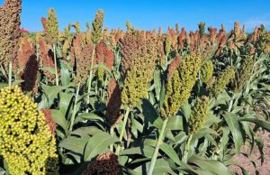 Sorgo: más demanda, mejores precios y rindes por capturar