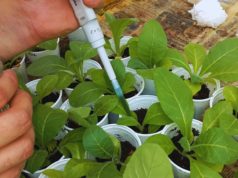 Un bioinsumo del NOA muestra potencial para proteger cultivos