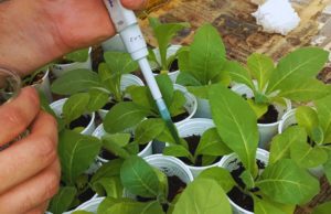 Un bioinsumo del NOA muestra potencial para proteger cultivos