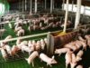 Carne porcina: más producción y consumo récord, con presión importadora