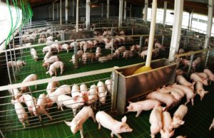 Carne porcina: más producción y consumo récord, con presión importadora