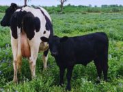 Beef on dairy: buscan darle más valor a los animales de tambos