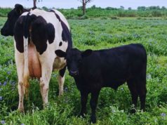 Beef on dairy: buscan darle más valor a los animales de tambos