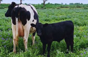 Beef on dairy: buscan darle más valor a los animales de tambos