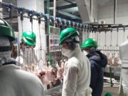 El IICA y ALA actualizaron la guía de regulaciones para el comercio avícola