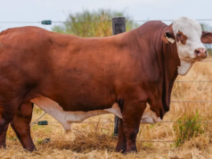 Cresud realizará su remate anual en la Rural Salteña