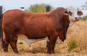 Cresud realizará su remate anual en la Rural Salteña