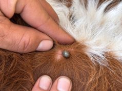 Cómo proteger las zonas libres de garrapata bovina