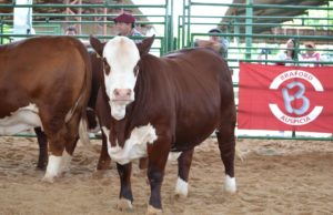 La Nacional Primavera Braford avanzó con las juras y el Congreso de Carnes del NEA