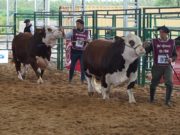 La calidad del Braford argentino se lució en las juras a bozal