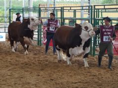 La calidad del Braford argentino se lució en las juras a bozal