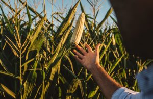 Genética, manejo y datos: las claves para cerrar la brecha de rendimiento en maíz