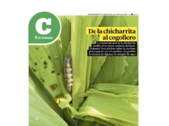 Lea la última edición de El Tribuno Campo