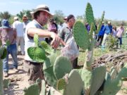 La tuna gana espacio como reserva forrajera en el Chaco salteño