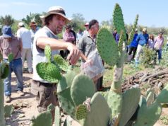 La tuna gana espacio como reserva forrajera en el Chaco salteño