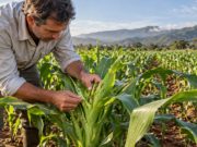 Baja la chicharrita y crece la atención sobre el cogollero